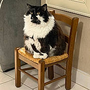La Choupss a rejoint le concours — aidez-le/la à gagner de superbes lots ! animal, black_and_white, cat, couch, cozy, curious, domestic, feline, fluffy, furniture, home, indoor, mirror, pet, quiet, resting, sitting, tile_floor, wooden_chair, woven_seat