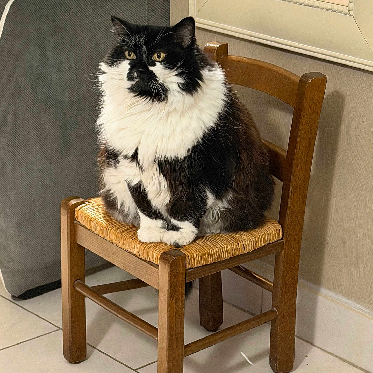 La Choupss a rejoint le concours — aidez-le/la à gagner de superbes lots ! animal, black_and_white, cat, couch, cozy, curious, domestic, feline, fluffy, furniture, home, indoor, mirror, pet, quiet, resting, sitting, tile_floor, wooden_chair, woven_seat