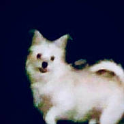 Tiny joined the competition — help win amazing prizes! dog, small_dog, white_dog, standing, pet, animal, canine, blurry, low_resolution, dark_background, fur, tail, ears, outdoor, cute, companion, mammal, domestic_animal, portrait, fuzzy