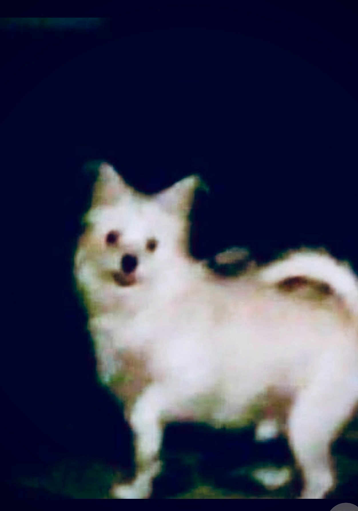 Tiny joined the competition — help win amazing prizes! dog, small_dog, white_dog, standing, pet, animal, canine, blurry, low_resolution, dark_background, fur, tail, ears, outdoor, cute, companion, mammal, domestic_animal, portrait, fuzzy
