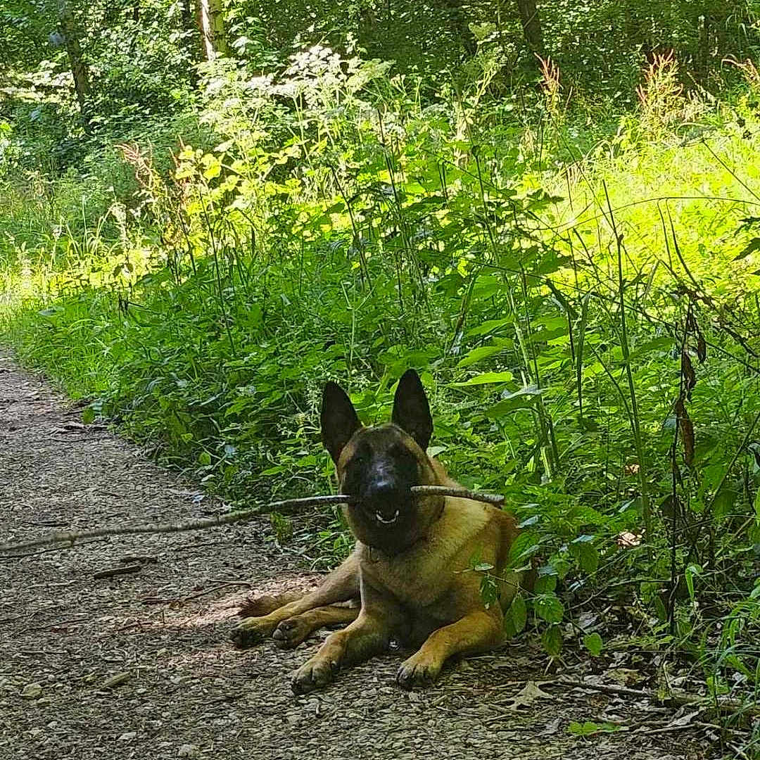 Ulko a rejoint le concours — aidez-le/la à gagner de superbes lots ! animal, canine, dog, germanshepherd, grass, green, grove, jungle, land, nature, outdoors, path, pet, plant, puppy, rainforest, trail, tree, vegetation, woodland