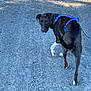 Bella joined the competition — help win amazing prizes! dog, black_dog, blue_harness, walking, gravel_path, outdoor, pet, canine, white_paws, animal, leash, looking_back, nature, sunlight, shadow, tail, mammal, road, daytime, companion