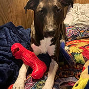 Bella is registered to the contest to win money with this photo: dog, toy, kong_toy, blanket, bed, bedding, paw, fur, pet, indoor, wood_paneling, colorful, resting, looking_at_camera, animal, companion, cute, playful, cozy, domestic
