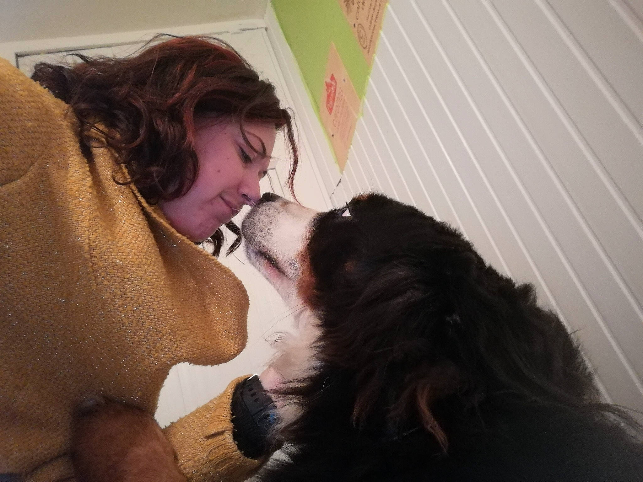 Orfée a rejoint le concours — aidez-le/la à gagner de superbes lots ! beard, carnivore, comfort, companion_dog, dog, dog_breed, ear, facial_hair, fawn, fur, gesture, happy, hug, human_body, jaw, kiss, liver, romance, smile, sporting_group