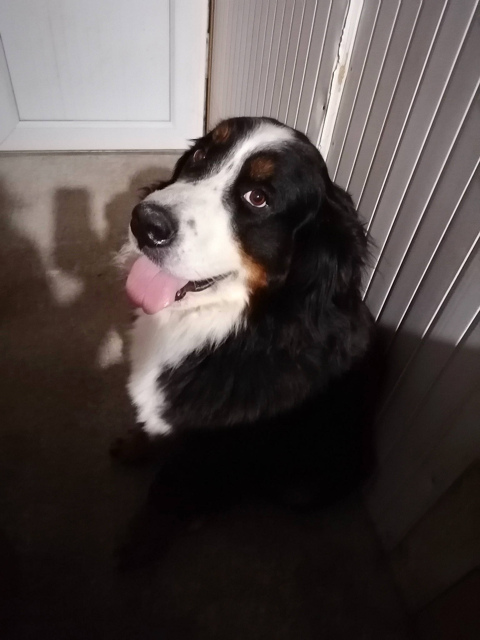 Orfée participe au concours pour gagner de l'argent avec cette photo : canidae, carnivore, companion_dog, darkness, dog, dog_breed, flooring, fur, herding_dog, snout, sporting_group, terrestrial_animal, tints_and_shades, whiskers, wood, working_animal, working_dog