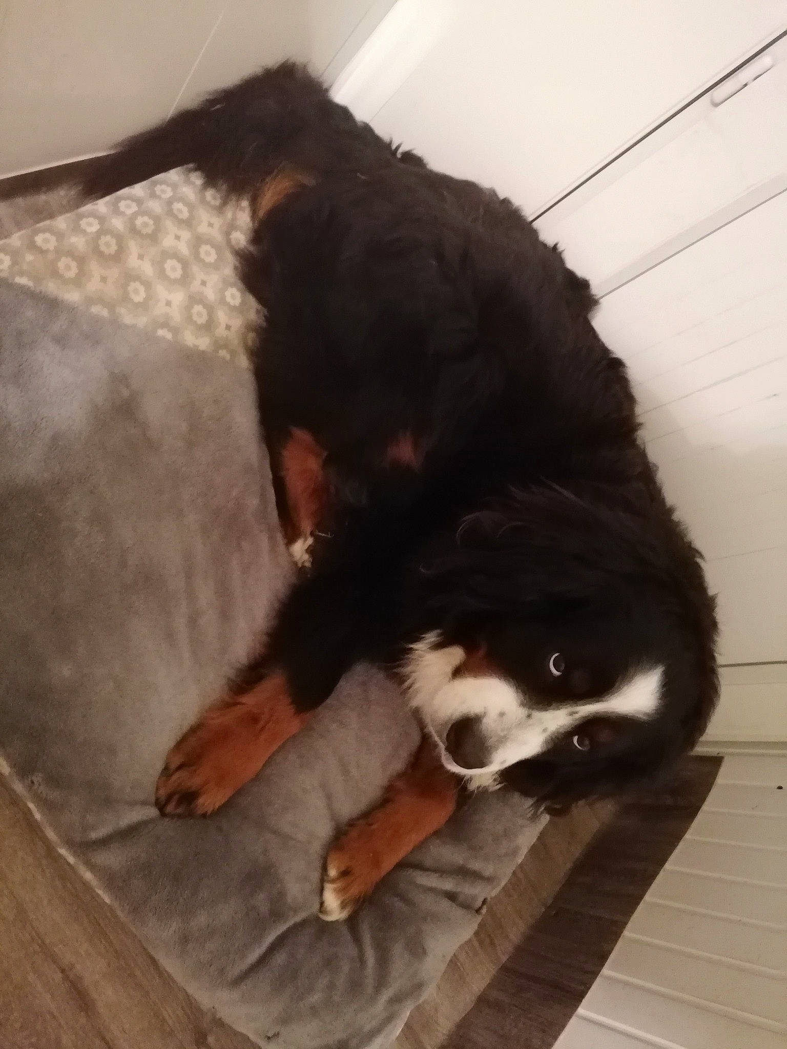 Orfée a rejoint le concours — aidez-le/la à gagner de superbes lots ! bernese_mountain_dog, canidae, carnivore, comfort, companion_dog, dog, dog_breed, dog_collar, flooring, fur, giant_dog_breed, human_leg, liver, paw, retriever, spaniel, tail, terrestrial_animal, whiskers, working_animal