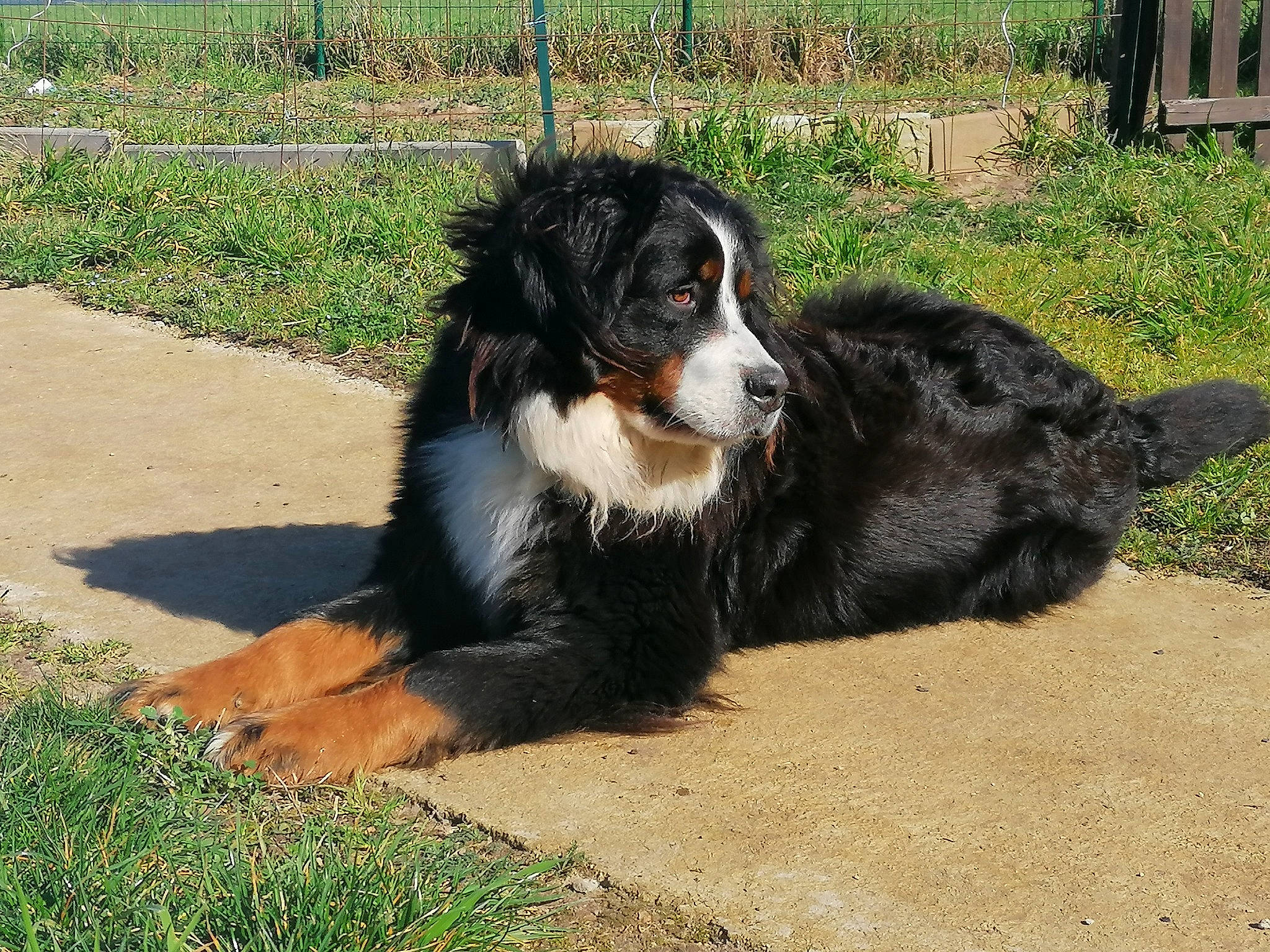 Orfée participe au concours pour gagner de l'argent avec cette photo : australian_collie, bernese_mountain_dog, border_collie, canidae, carnivore, companion_dog, dog, dog_breed, fence, fur, grass, herding_dog, plant, snout, soil, sporting_group, tail, terrestrial_animal, working_animal, working_dog