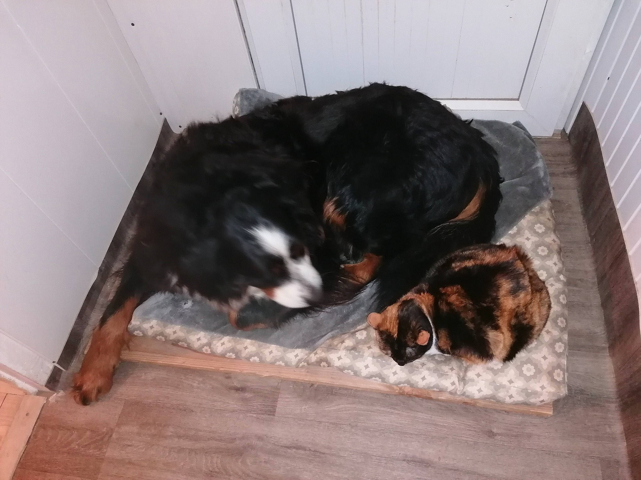 Orfée participe au concours pour gagner de l'argent avec cette photo : bernese_mountain_dog, canidae, carnivore, comfort, companion_dog, dog, dog_breed, floor, flooring, fur, hardwood, pet_supply, puppy, snout, sporting_group, tail, terrestrial_animal, wood, working_animal, working_dog