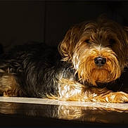 Miki joined the competition — help win amazing prizes! dog, pet, animal, fur, lying_down, reflection, indoor, shadow, light, portrait, cute, mammal, companion, resting, canine, adorable, calm, floor, curly_fur, brown_black