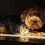 dog, pet, animal, fur, lying_down, reflection, indoor, shadow, light, portrait, cute, mammal, companion, resting, canine, adorable, calm, floor, curly_fur, brown_black