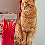 cat, orange_tabby, table, red_container, utensils, basket, note, indoor, pet, feline, domestic_cat, fur, whiskers, ears, sitting, household_item, white_table, red_object, background, calm