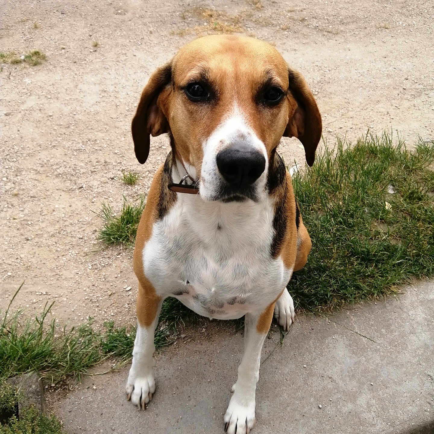 Prune a rejoint le concours — aidez-le/la à gagner de superbes lots ! dog, animal, pet, outdoor, grass, dirt_path, concrete, brown, white, black, sitting, collar, ears, face, paw, nature, canine, fur, looking, alert