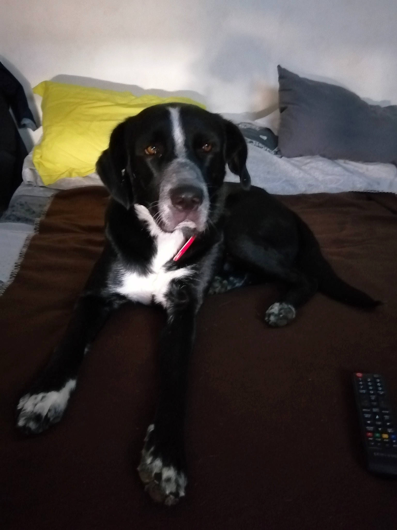 Pongo