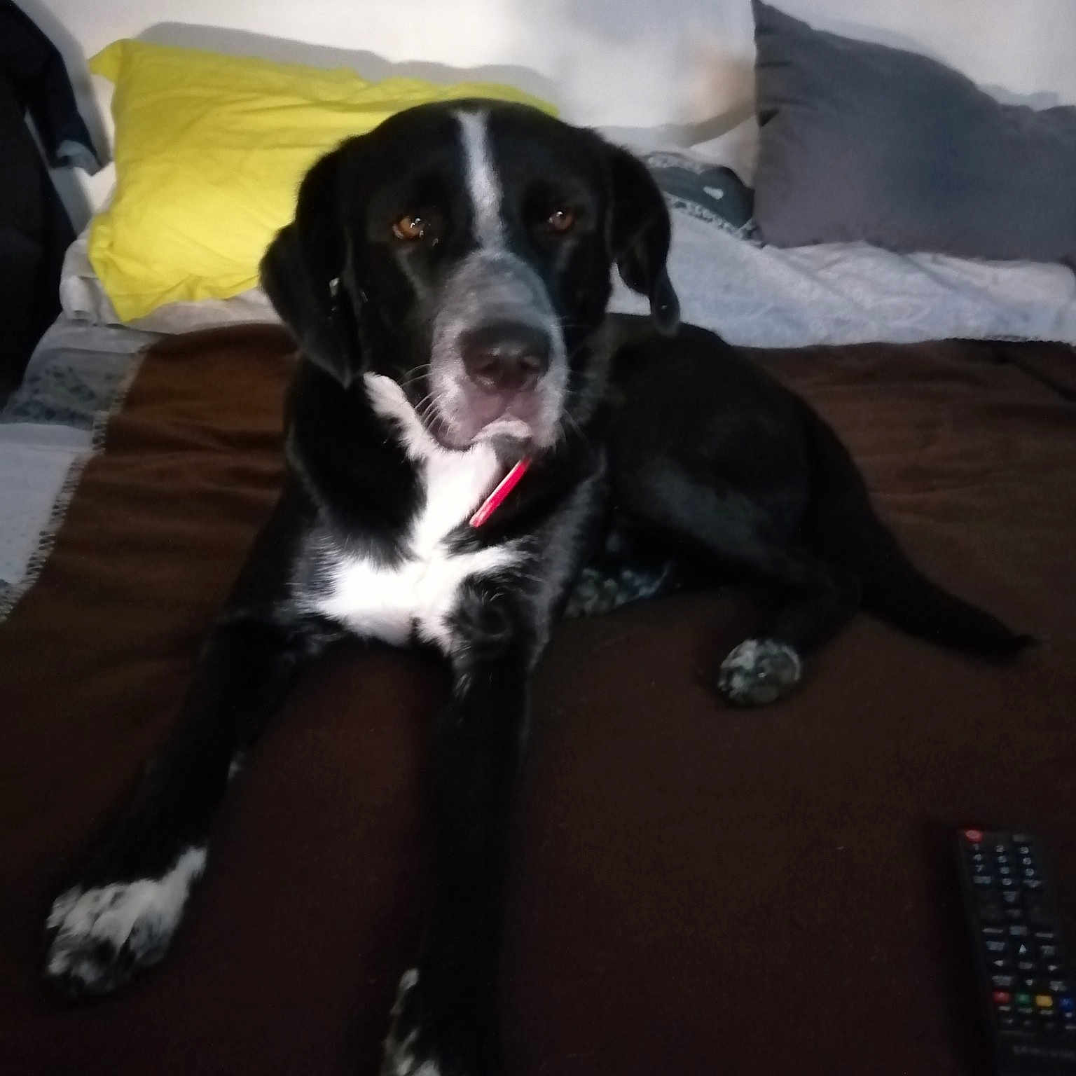 Pongo