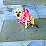 Cinnabon joined the competition — help win amazing prizes! dog, pink_harness, concrete, picnic_table, outdoor, pet, small_dog, leash, bench, fur, animal, resting, looking_up, scruffy, daylight, pavement, wearable, cute, canine, park