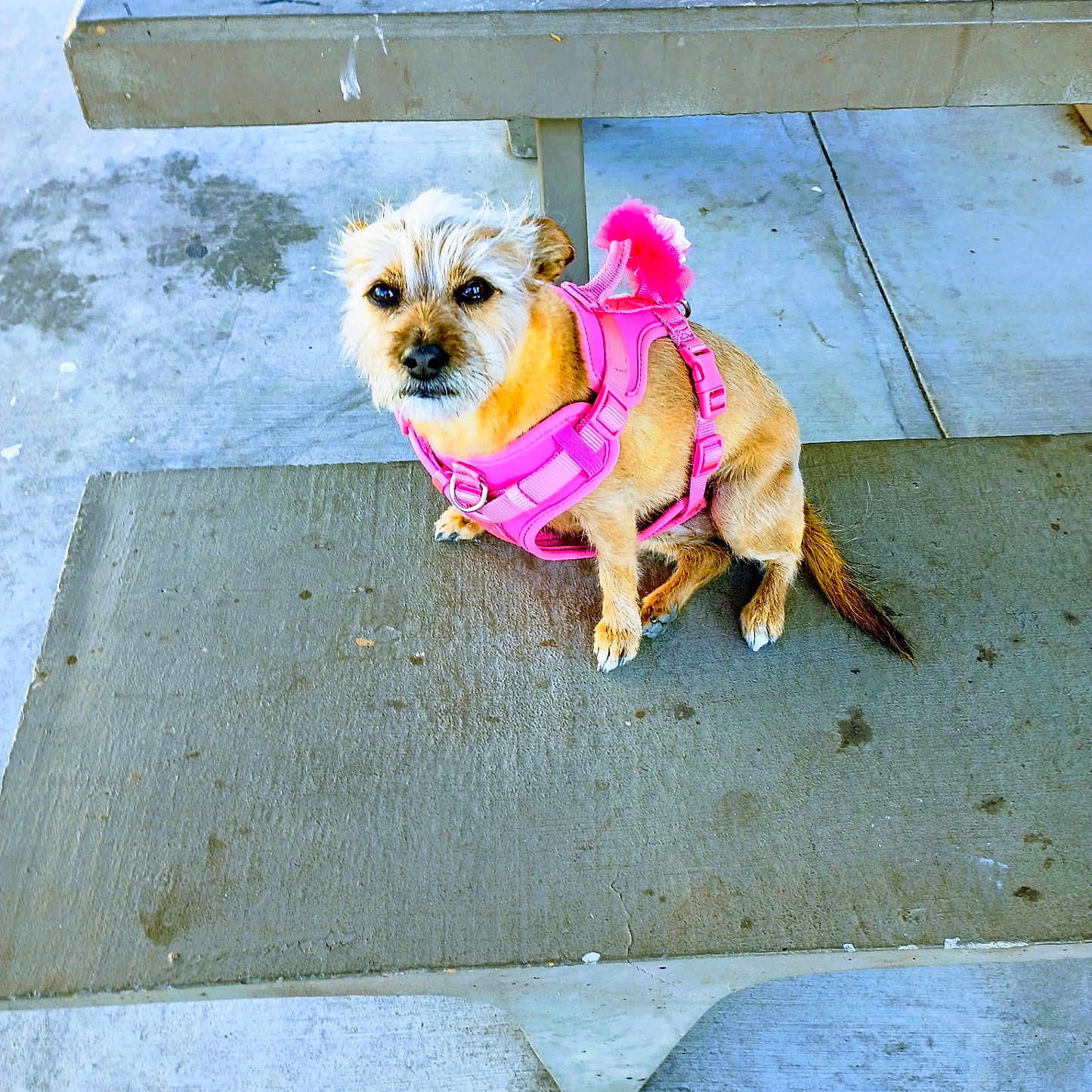 Cinnabon joined the competition — help win amazing prizes! animal, bench, canine, concrete, cute, daylight, dog, fur, leash, looking_up, outdoor, park, pavement, pet, picnic_table, pink_harness, resting, scruffy, small_dog, wearable