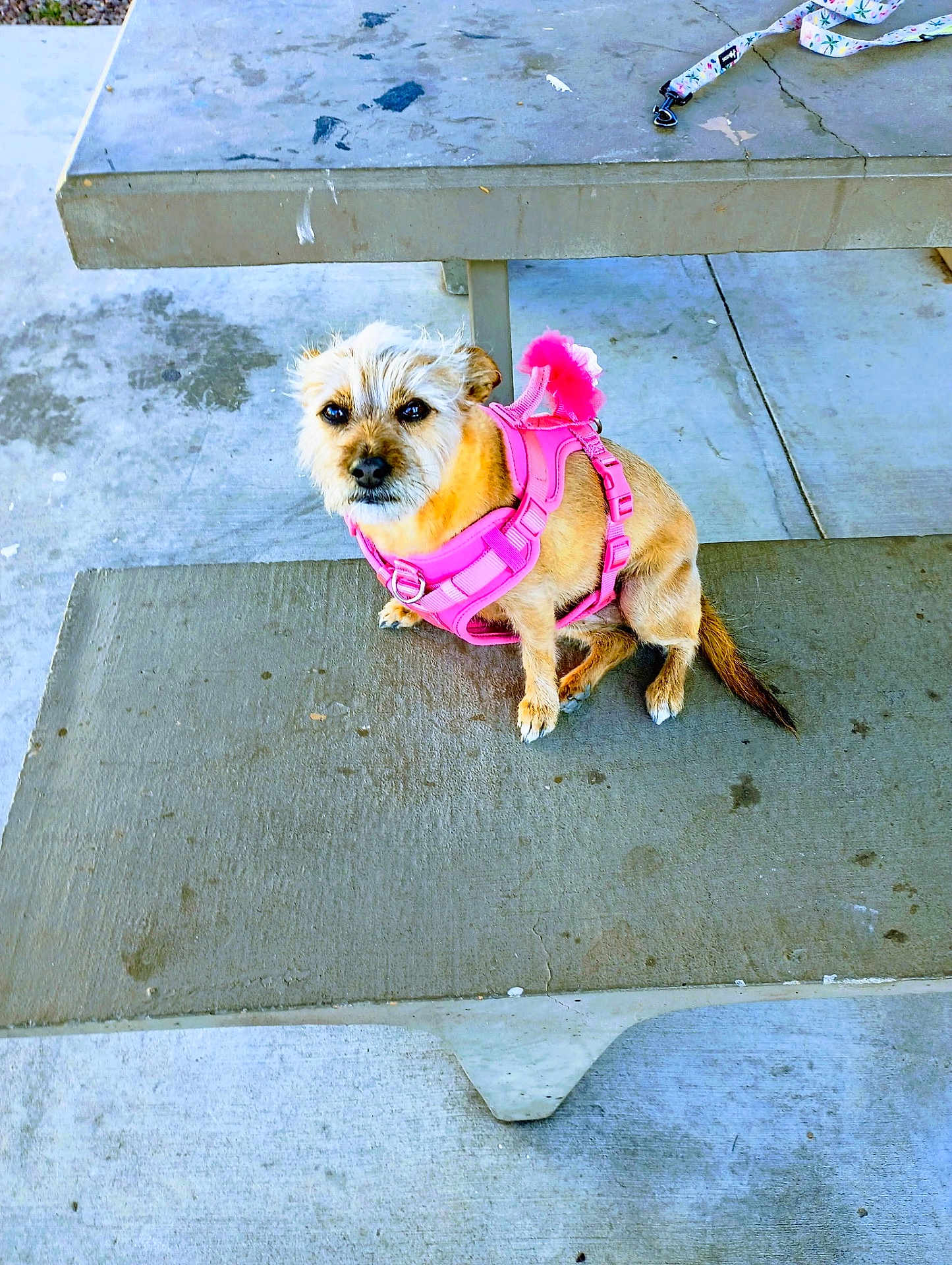 Cinnabon joined the competition — help win amazing prizes! dog, pink_harness, concrete, picnic_table, outdoor, pet, small_dog, leash, bench, fur, animal, resting, looking_up, scruffy, daylight, pavement, wearable, cute, canine, park