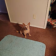 Cinnabon joined the competition — help win amazing prizes! dog, indoor, carpet, rug, pet, small_dog, brown_carpet, blue_rug, wall, electrical_outlet, floor, animal, canine, fur, ears, sitting, looking, home, cozy, quiet