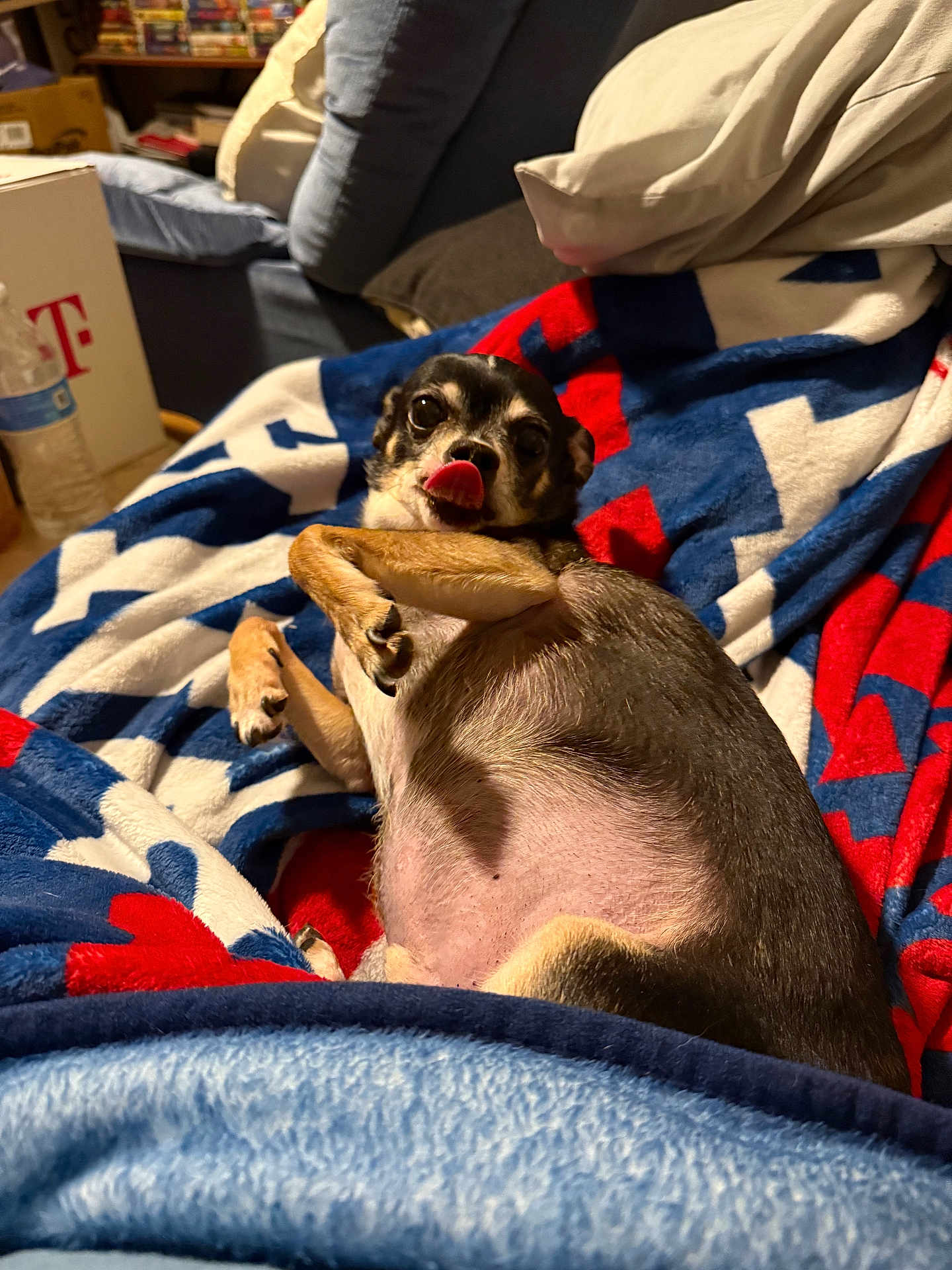 Brutus