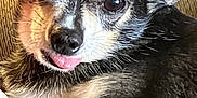 Brutus joined the competition — help win amazing prizes! dog, tongue_out, close_up, black_fur, tan_fur, pet, cute, small_dog, animal, laying_down, blanket, cozy, indoor, fur, whiskers, ears, face, nose, eyes, relaxed