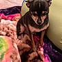 dog, small_dog, black_dog, tan_markings, blanket, colorful_blanket, fuzzy_blanket, pillow, green_pillow, indoor, person_leg, blue_sock, sitting, pet, cozy, resting, fur, cute, animal, companion