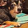 dog, pet, chihuahua, close_up, blanket, couch, indoor, fur, small_dog, paw, resting, animal, cute, face, expression, looking_away, cozy, home, companion, curious