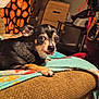 dog, chihuahua, pet, animal, indoor, blanket, couch, furniture, cute, tongue_out, small_dog, black_and_tan, eyes, cozy, home, relaxed, looking_at_camera, texture, pattern, living_room
