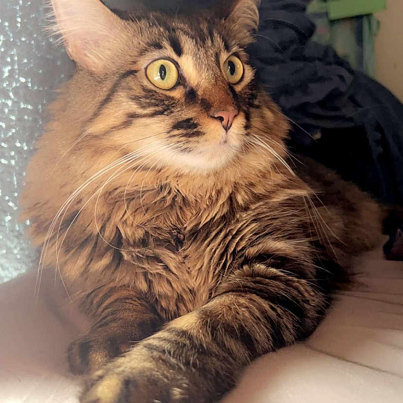 Gizmo joined the competition — help win amazing prizes! abyssinian, angora, animal, cat, computer, electronics, face, furniture, head, indoors, kitten, laptop, manx, pc, person, pet, photography, portrait, screen, wood