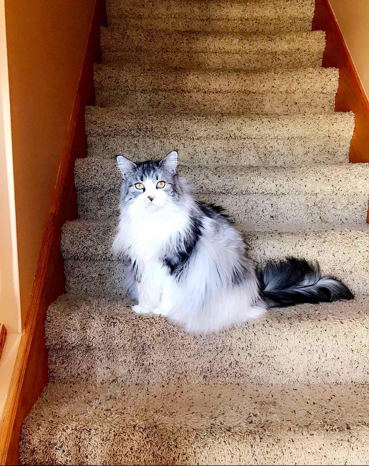 Tinkerbell joined the competition — help win amazing prizes! american_curl, british_longhair, british_semi_longhair, carnivore, cat, domestic_long_haired_cat, felidae, floor, flooring, fur, hardwood, mammal, norwegian_forest_cat, persian, ragamuffin, small_to_medium_sized_cats, stairs, tail, whiskers, wood