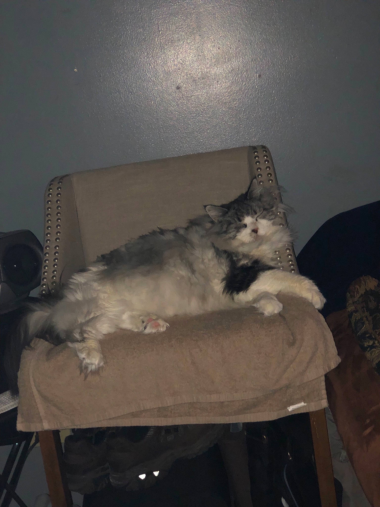 Tinkerbell joined the competition — help win amazing prizes! carnivore, cat, chair, domestic_long_haired_cat, felidae, furniture, small_to_medium_sized_cats, whiskers