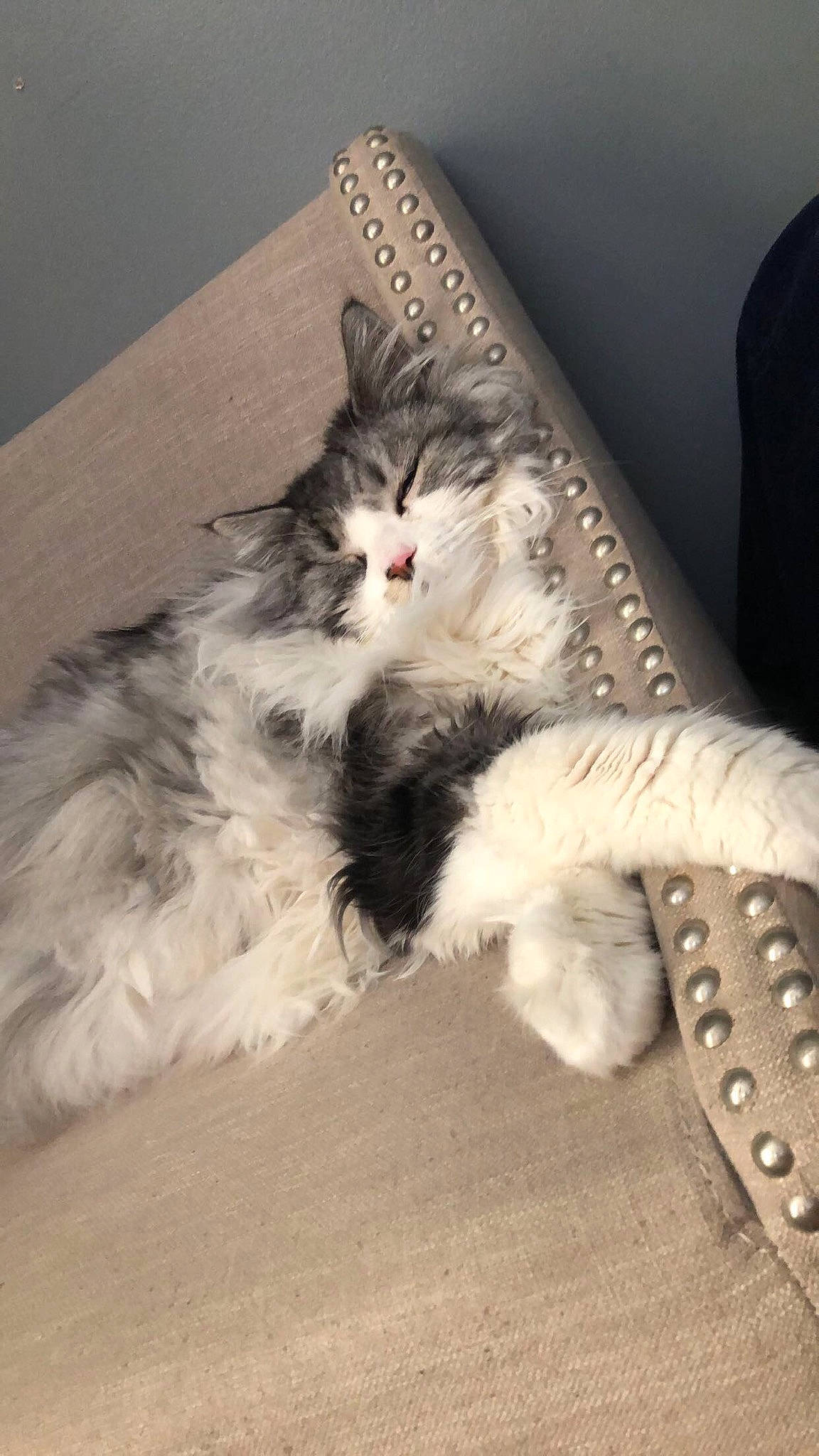 Tinkerbell joined the competition — help win amazing prizes! british_longhair, british_semi_longhair, carnivore, cat, domestic_long_haired_cat, felidae, fur, kitten, maine_coon, mammal, norwegian_forest_cat, persian, ragamuffin, small_to_medium_sized_cats, tail, whiskers