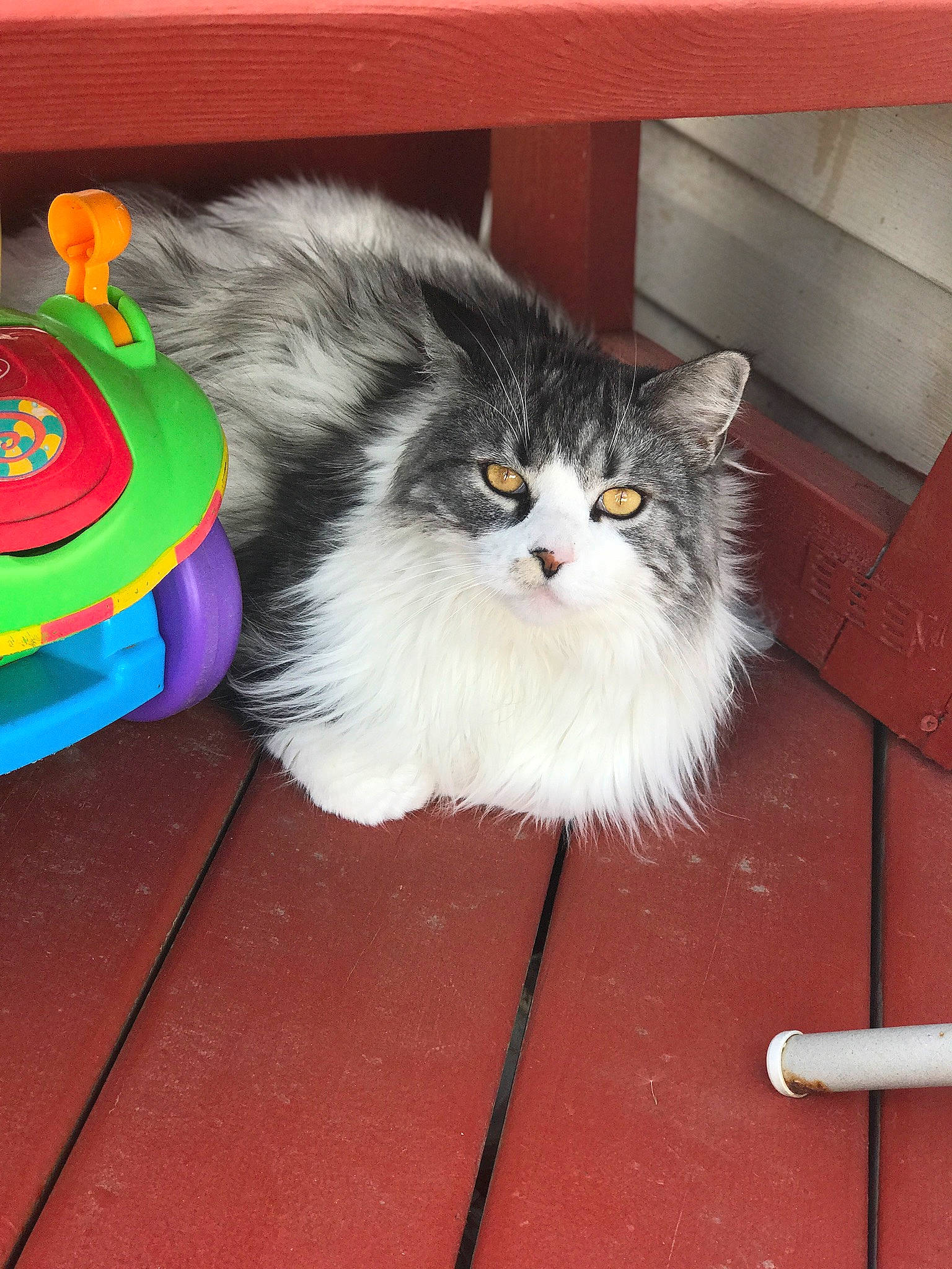 Tinkerbell joined the competition — help win amazing prizes! asian_semi_longhair, british_semi_longhair, carnivore, cat, domestic_long_haired_cat, domestic_short_haired_cat, felidae, kitten, mammal, norwegian_forest_cat, persian, ragamuffin, siberian, small_to_medium_sized_cats, whiskers