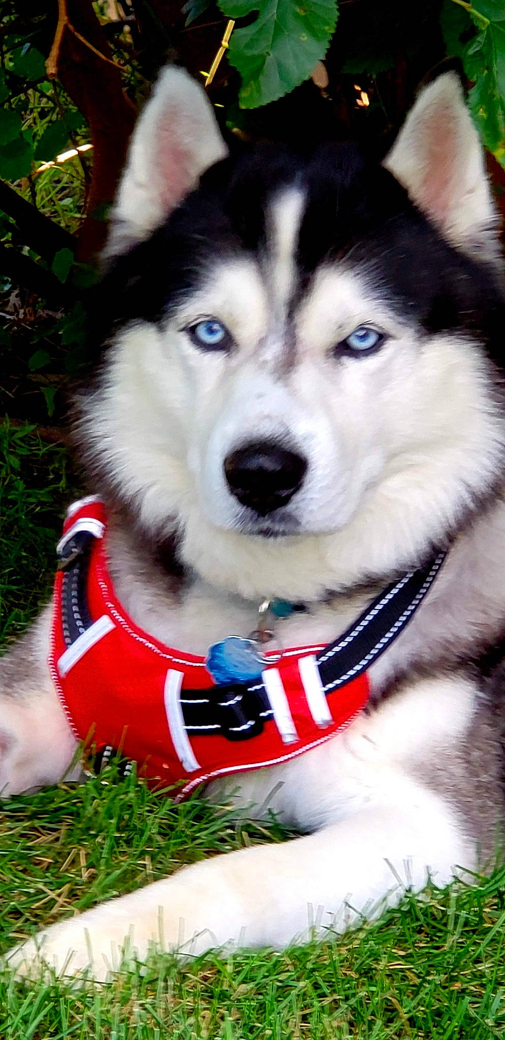 Yukon is registered to the contest to win money with this photo: canidae, canis, carnivore, collar, companion_dog, dog, dog_breed, dog_clothes, dog_collar, dog_supply, fur, grass, leash, pet_supply, sled_dog, snout, sporting_group, terrestrial_animal, whiskers, working_animal