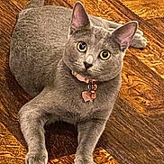 Izzie is registered to the contest to win money with this photo: cat, gray_cat, pet, animal, floor, wood_floor, collar, pink_collar, nail_caps, wide_eyes, curious, indoor, feline, domestic_animal, whiskers, ears, paws, relaxed, looking_up, cute
