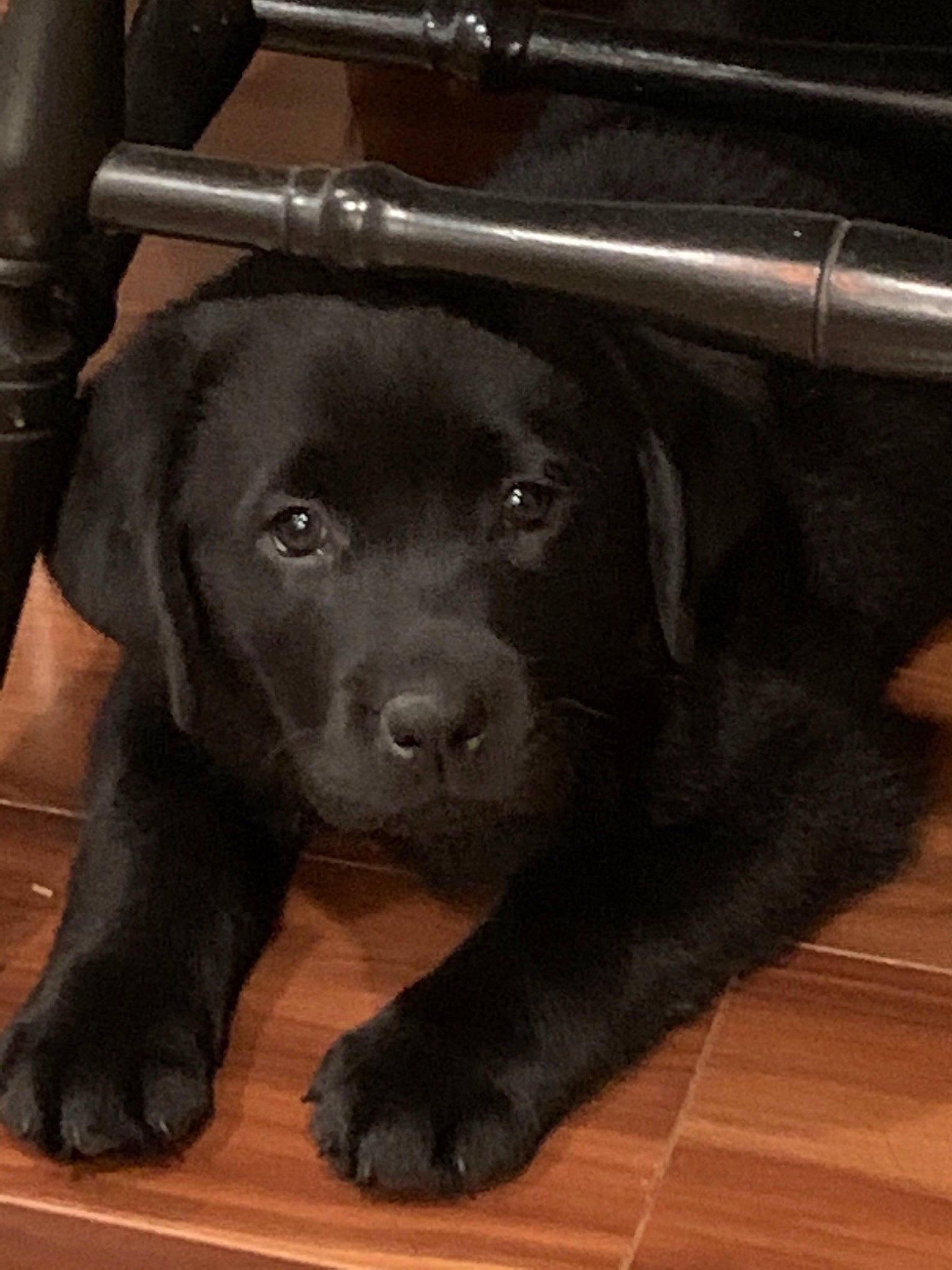 Sadie is registered to the contest to win money with this photo: beagador, black, borador, canidae, carnivore, companion_dog, dog, dog_breed, flat_coated_retriever, labrador_retriever, mammal, patterdale_terrier, pointing_breed, puppy, retriever, snout, sporting_group, vertebrate