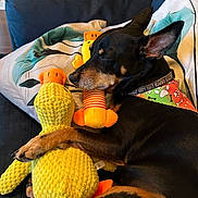 Rico is registered to the contest to win money with this photo: animal, bandana, black_dog, brown_dog, close_up, comfort, couch, cozy, dog, duck, home, indoor, pet, pillow, plush_toy, relaxation, resting, sleeping, soft_toys, yellow
