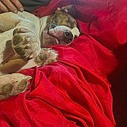 Brutus joined the competition — help win amazing prizes! animal, blanket, canine, claw, close_up, comfort, cozy, dog, fur, human_hand, indoor, nap, paws, pet, red, relaxed, resting, sleeping, soft, tongue