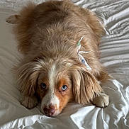 Jax is registered to the contest to win money with this photo: adorable, animal, bed, blue_eyes, canine, close_up, cozy, cute, dog, fluffy, fur, indoor, lying_down, mammal, pet, portrait, resting, ribbon, soft_texture, white_bedspread