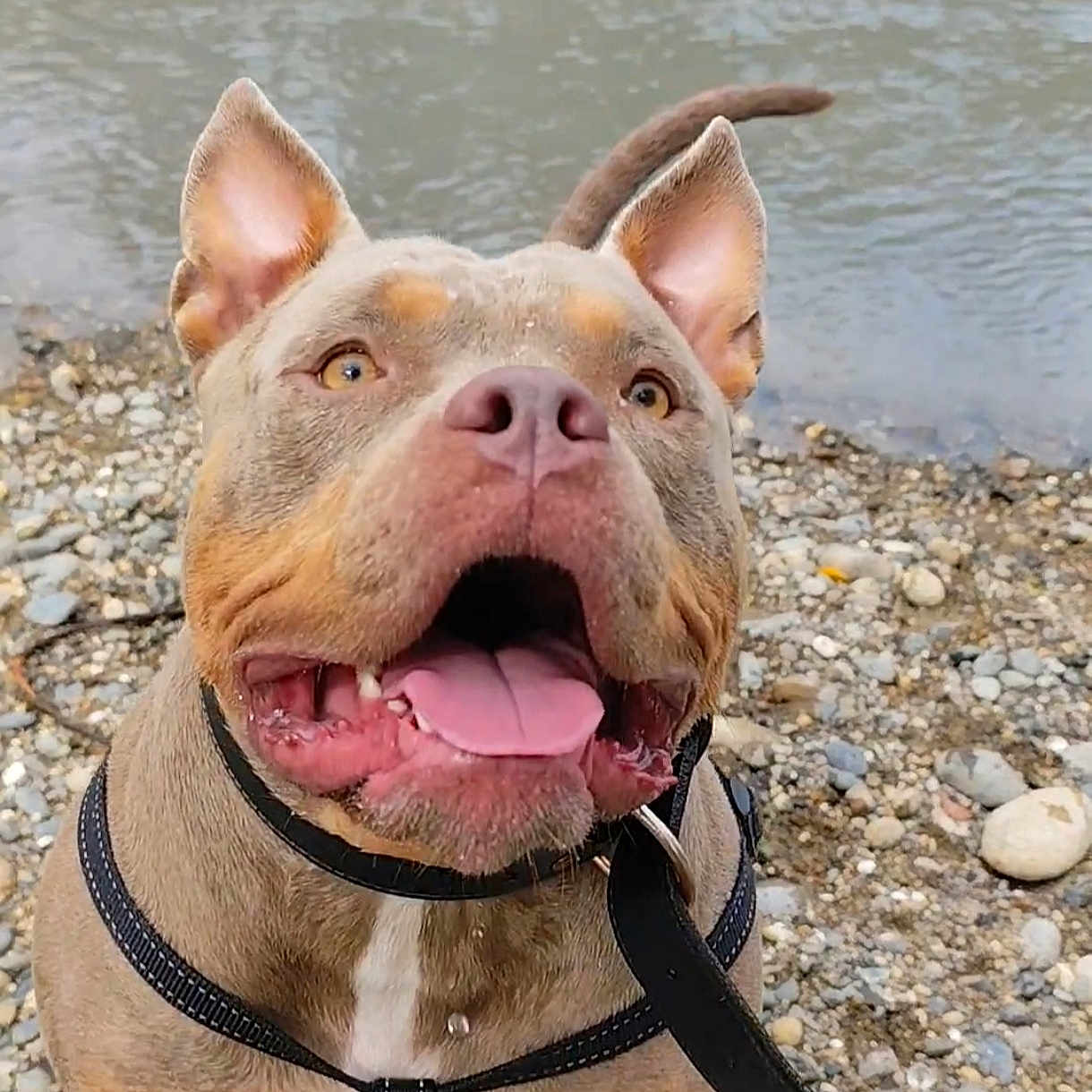 Tia a rejoint le concours — aidez-le/la à gagner de superbes lots ! animal, beach, bodypart, bulldog, canine, coast, dog, mouth, nature, outdoors, pebble, person, pet, pitbull, puppy, rock, sea, shoreline, snout, water
