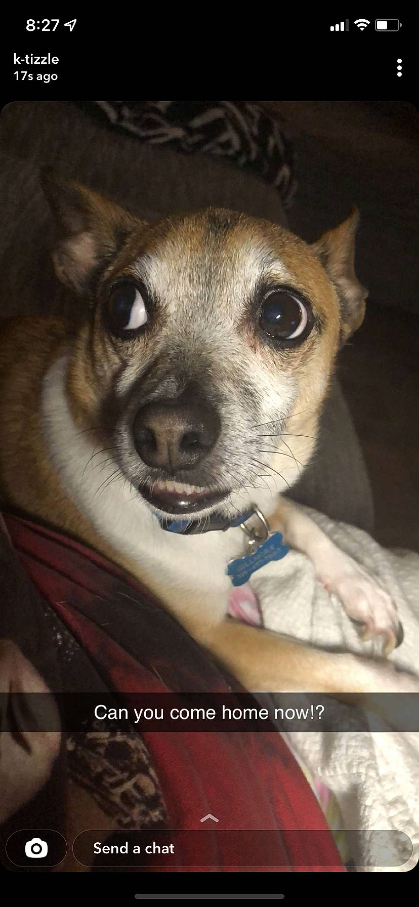 Gillmore joined the competition — help win amazing prizes! canidae, carnivore, chihuahua, collar, companion_dog, dog, dog_breed, dog_collar, ear, fawn, fur, non_sporting_group, photography, puppy, snout, sporting_group, terrestrial_animal, toy_dog, whiskers, wildlife