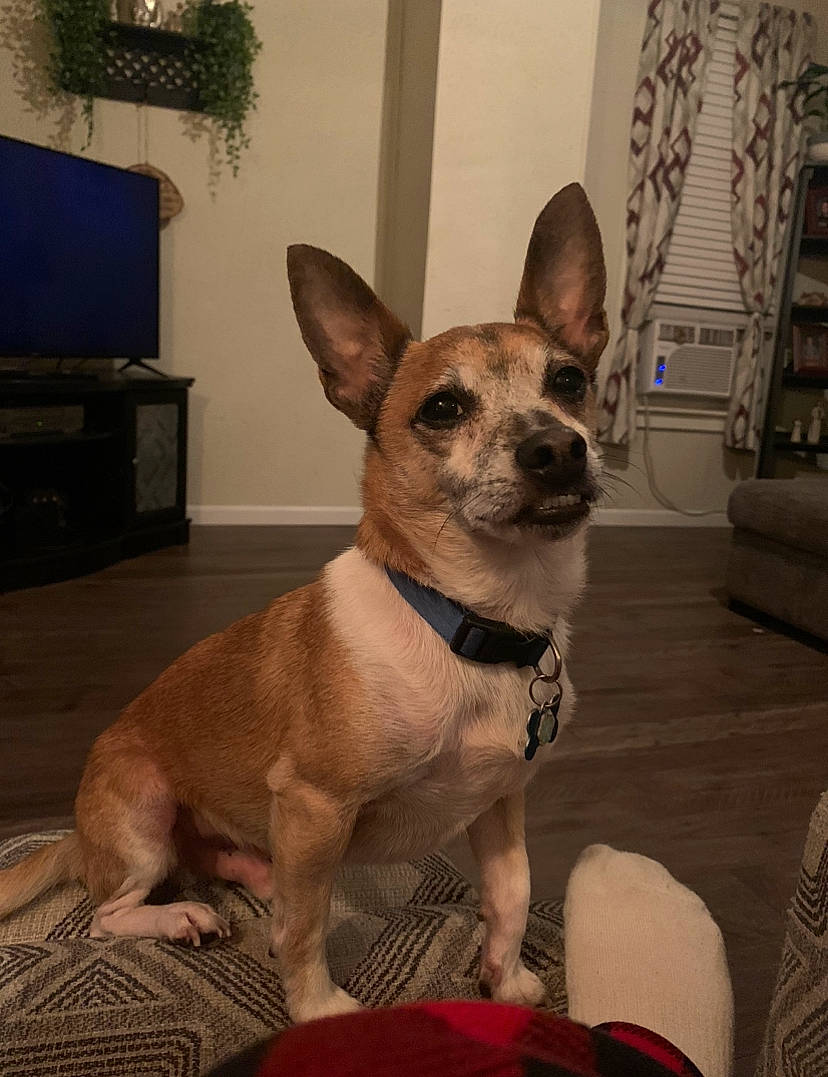 Gillmore is registered to the contest to win money with this photo: canidae, carnivore, collar, companion_dog, dog, dog_breed, dog_collar, dog_supply, ear, fawn, fur, houseplant, pet_supply, plant, snout, sporting_group, television, toy_dog, whiskers, working_animal