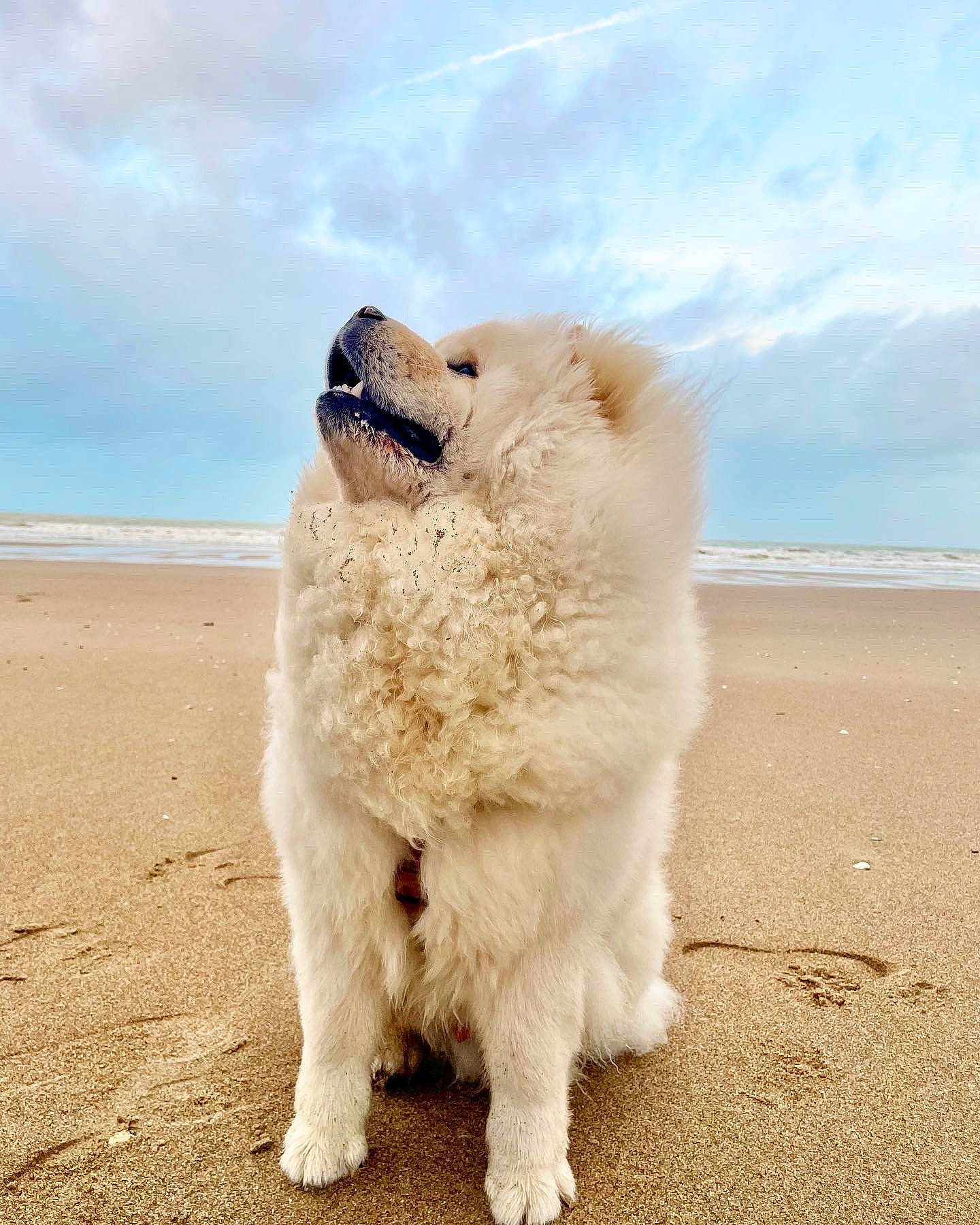 Uby a rejoint le concours — aidez-le/la à gagner de superbes lots ! beach, canidae, carnivore, cloud, collar, companion_dog, dog, dog_breed, fawn, fur, happy, horizon, ocean, paw, sky, snout, sporting_group, tail, water, working_animal