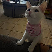 Marshmallow is registered to the contest to win money with this photo: cat, white_cat, pet, indoor, pink_bib, curious, looking_up, couch, tiled_floor, foot, household_items, low_light, ears, whiskers, animal, mammal, domestic_animal, cute, feline, young_cat
