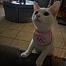 cat, white_cat, pet, indoor, pink_bib, curious, looking_up, couch, tiled_floor, foot, household_items, low_light, ears, whiskers, animal, mammal, domestic_animal, cute, feline, young_cat