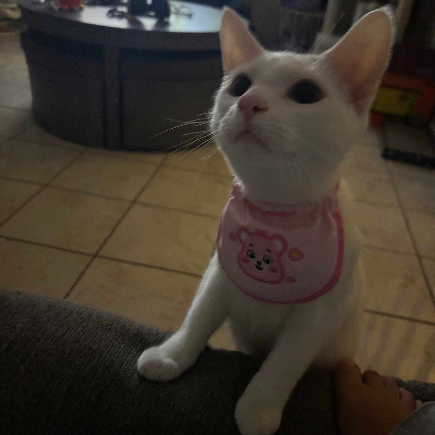 Marshmallow is registered to the contest to win money with this photo: cat, white_cat, pet, indoor, pink_bib, curious, looking_up, couch, tiled_floor, foot, household_items, low_light, ears, whiskers, animal, mammal, domestic_animal, cute, feline, young_cat