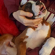 Hank Bocephus is registered to the contest to win money with this photo: animal, brown, closeup, companion, cozy, cute, dog, fur, hands, happy, indoor, lying_down, maroon, person, pet, puppy, relaxed, smiling, sweatshirt, white
