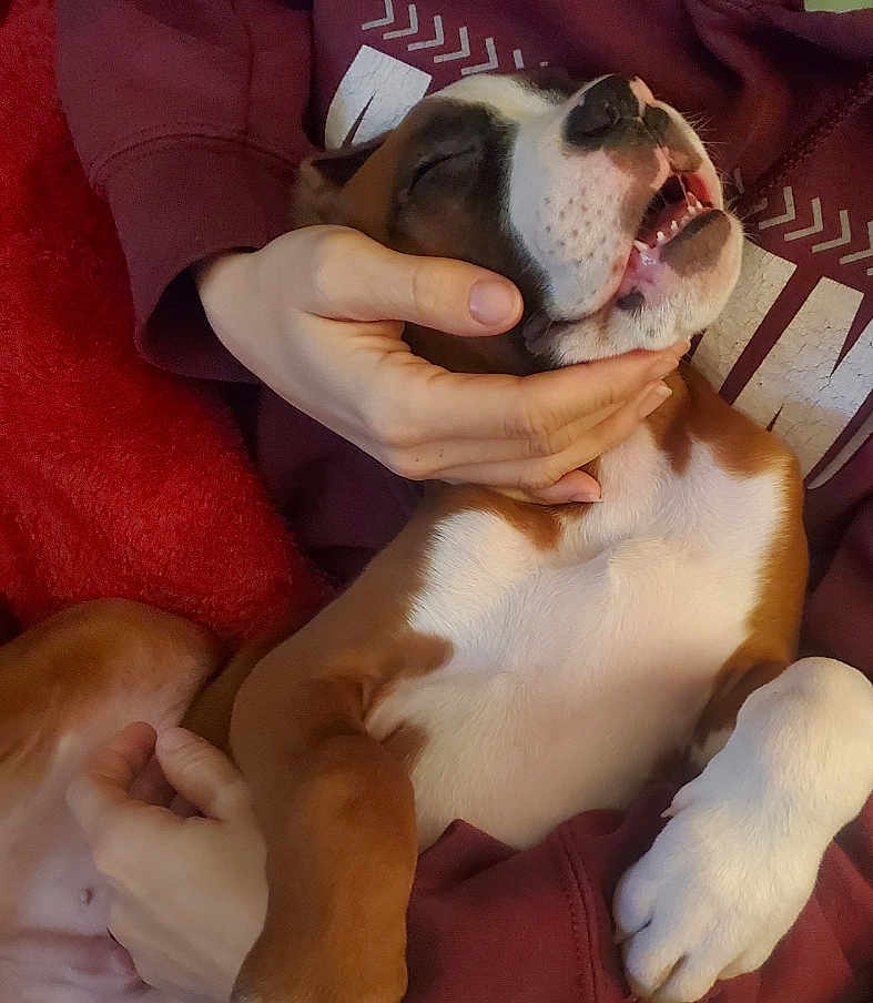 Hank Bocephus