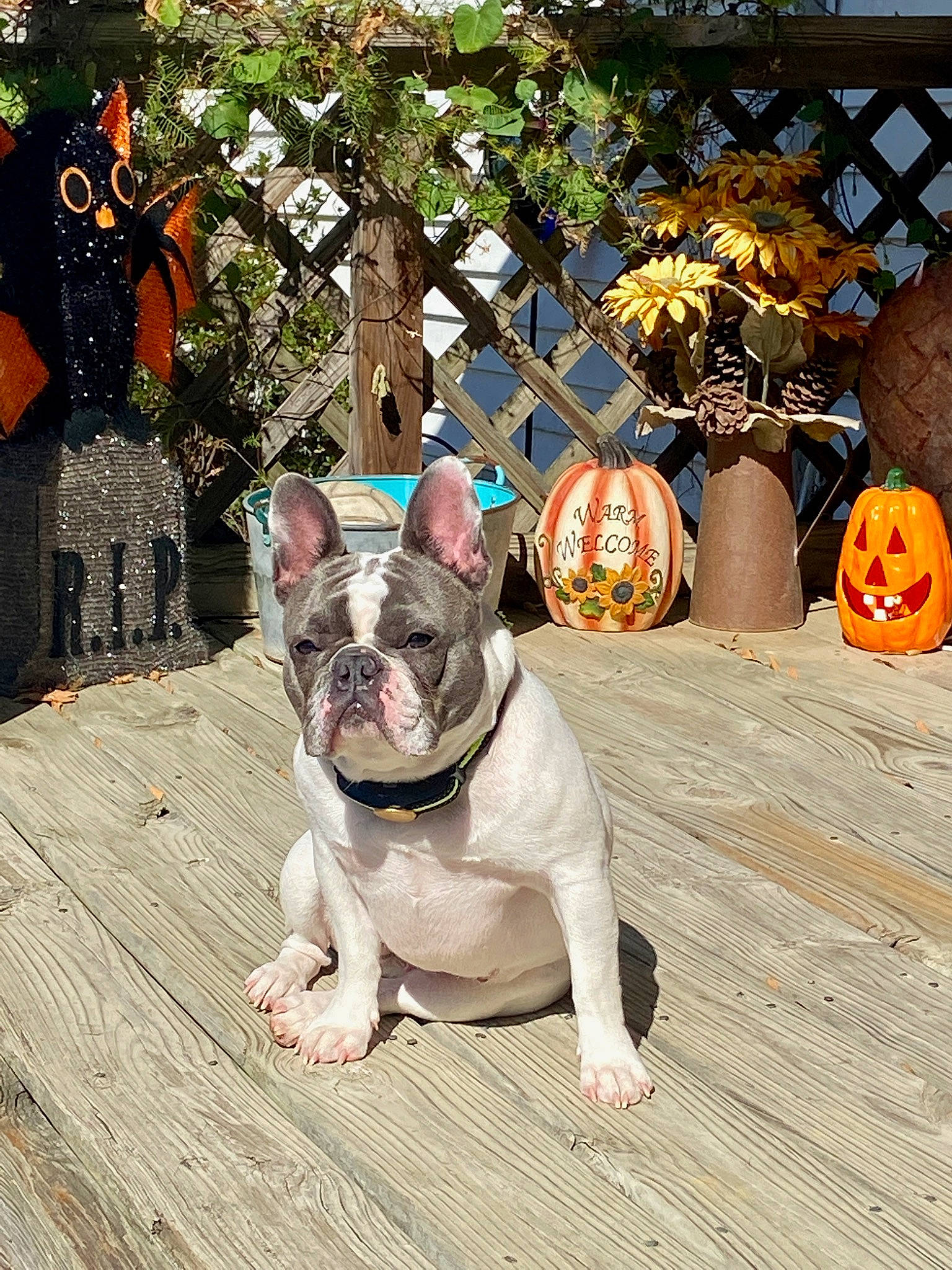 Indy is registered to the contest to win money with this photo: bulldog, calabaza, carnivore, companion_dog, cucurbita, dog, dog_breed, fawn, flooring, gourd, grass, plant, pumpkin, snout, sporting_group, terrestrial_animal, whiskers, wood, working_animal, wrinkle