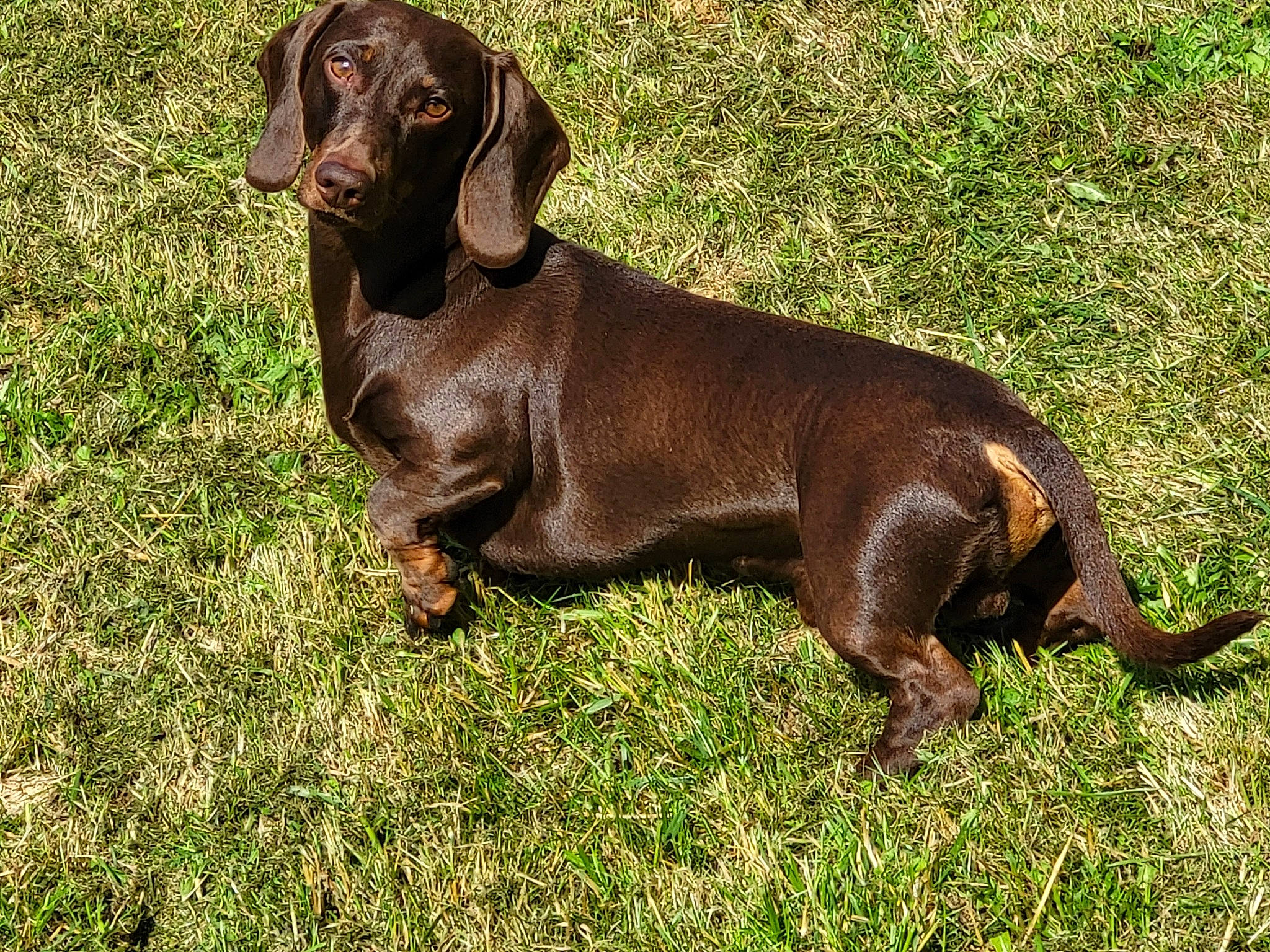 Olsen participe au concours pour gagner de l'argent avec cette photo : brown, canidae, carnivore, companion_dog, dog, dog_breed, fawn, grass, gun_dog, hound, hunting_dog, liver, snout, sporting_group, terrestrial_animal, working_animal