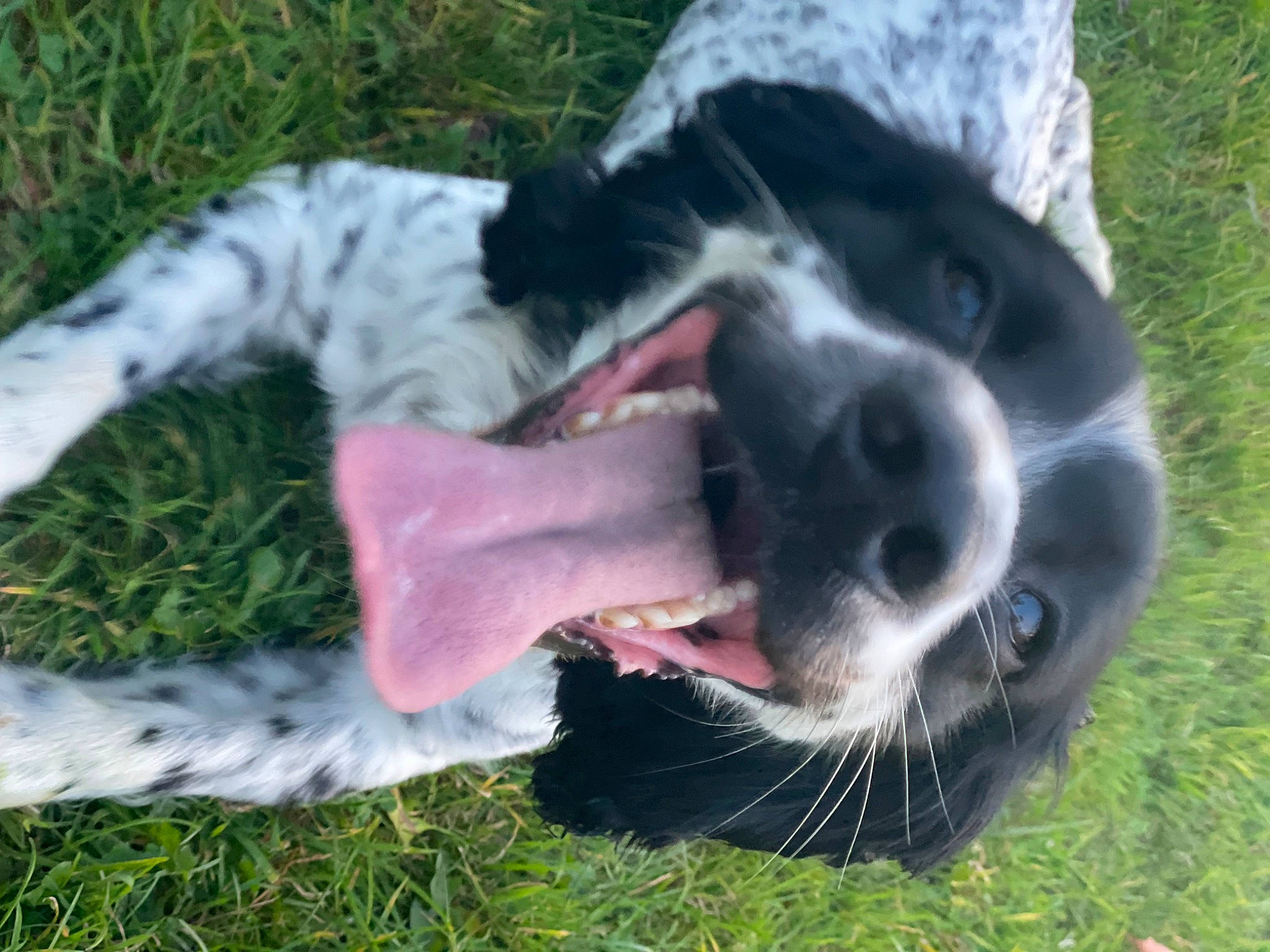 Jack is registered to the contest to win money with this photo: australian_cattle_dog, australian_stumpy_tail_cattle_dog, canidae, carnivore, companion_dog, dog, dog_breed, fawn, fur, grass, gun_dog, herding_dog, plant, snout, sporting_group, tail, terrestrial_animal, whiskers, working_animal, working_dog